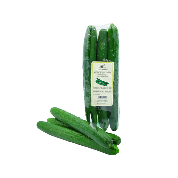 Cameron Garden Japanese Cucumber (Kyuri) (Malaysia) 3pcs/pack (highest price)
