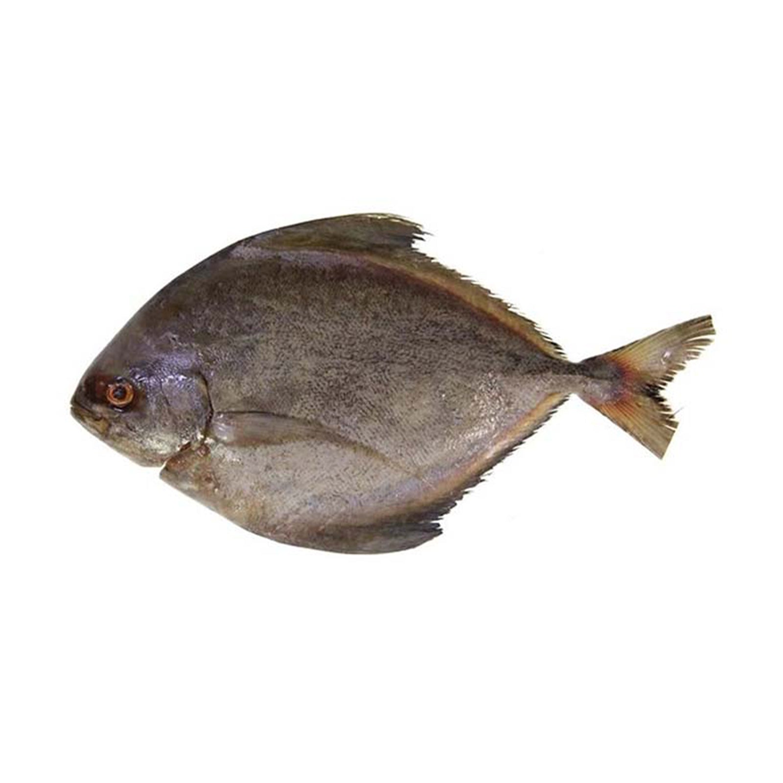 Ikan Bawal Hitam 500g/pack