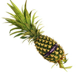 Sarawak Pineapple (Malaysia) 1unit